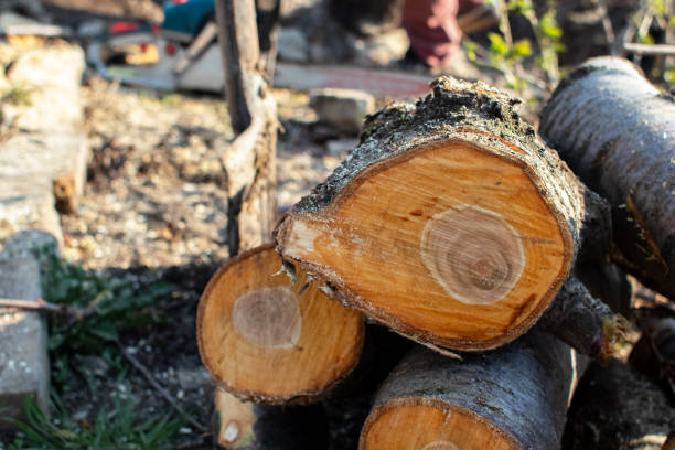 Trusted Cabool, MO Tree Care Experts