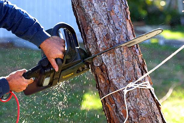 Best Tree Disease Treatment  in Cabool, MO